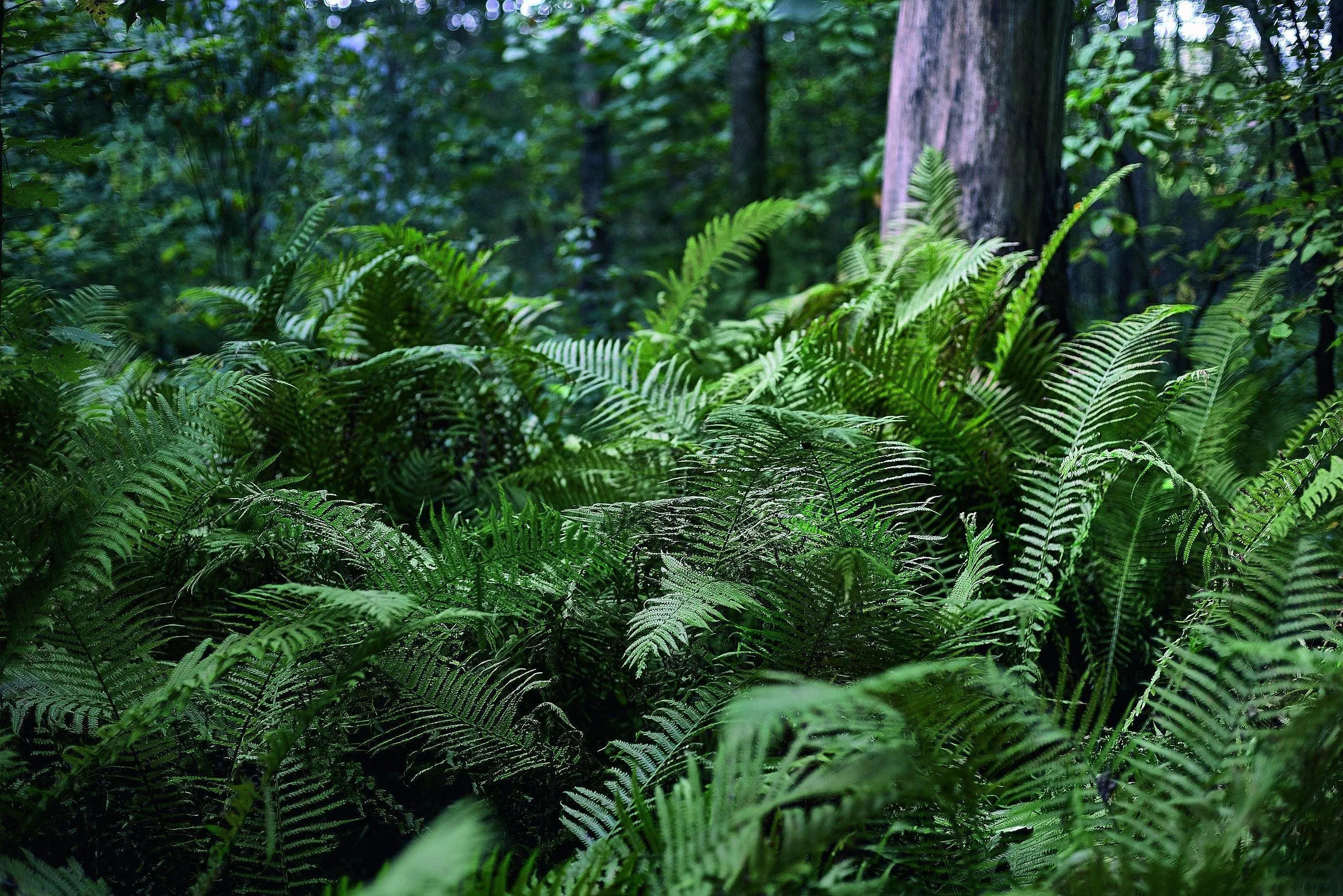 MADARA - SKIN-MATTER.COM | This is Skin Matter UG