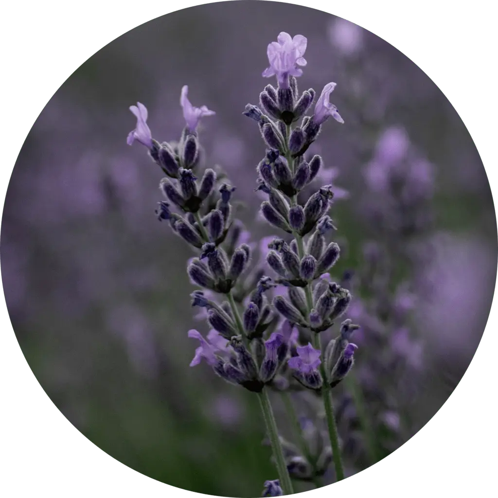 L'OU SKINCARE - Reines Lavendelwasser für das Gesicht